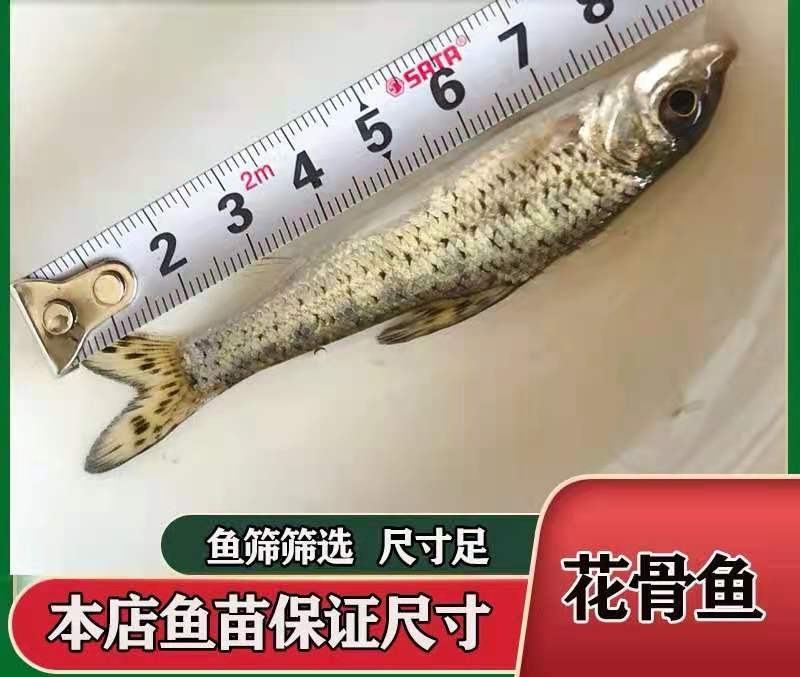 花鼓鱼苗苗苗苗花骨水花鱼苗花姑娘马驹子季郎鱼鸡