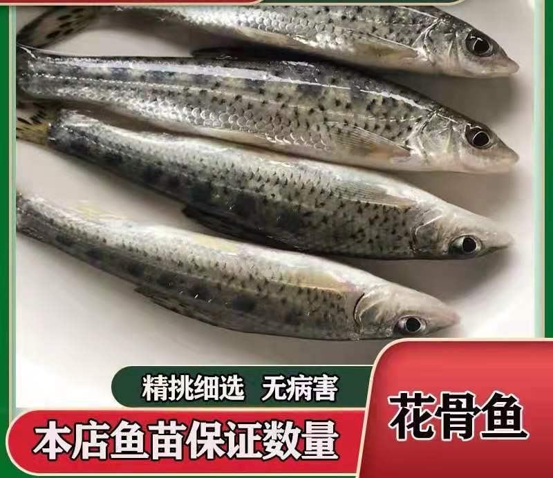 花鼓鱼苗苗苗苗花骨水花鱼苗花姑娘马驹子季郎鱼鸡