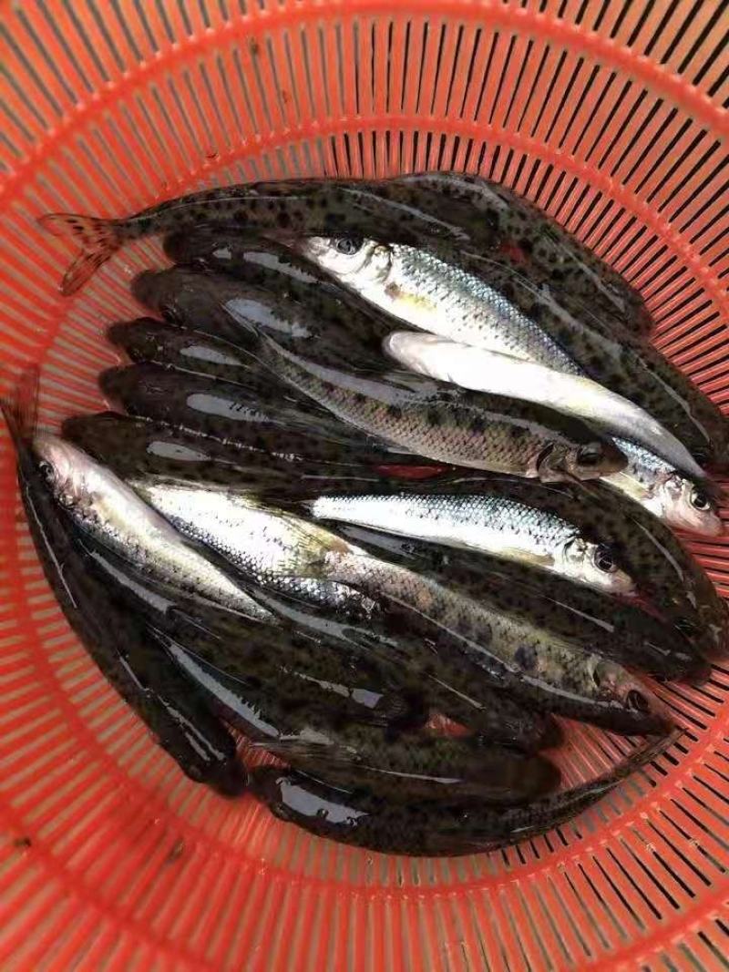 花鼓鱼苗苗苗苗花骨水花鱼苗花姑娘马驹子季郎鱼鸡
