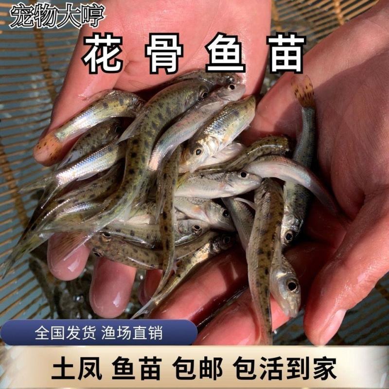 花鼓鱼苗苗苗苗花骨水花鱼苗花姑娘马驹子季郎鱼鸡