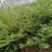 三尖杉，四季常青树，频危植物，其根枝叶杆及果实都是“宝”