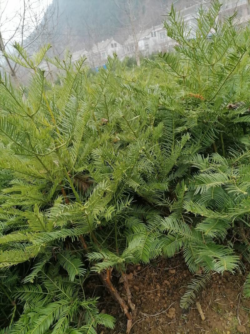 三尖杉，四季常青树，频危植物，其根枝叶杆及果实都是“宝”