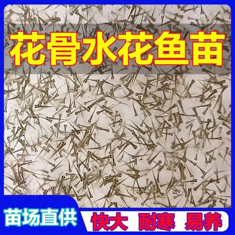花鼓鱼苗苗苗苗花骨水花鱼苗花姑娘马驹子季郎鱼鸡