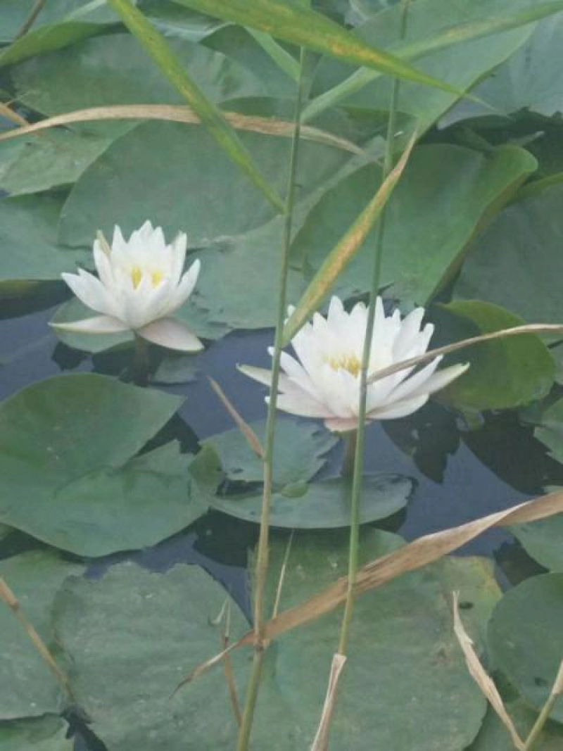 水生植物，荷花，睡莲盆栽净化水质，欢迎老板进店选购