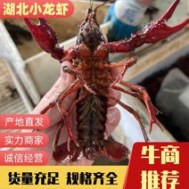 鲜活小龙虾小青234，底板干净肉质饱满，自家养殖