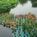 生态浮岛制作-浮床水生植物种植净化水质包施工可签订合同