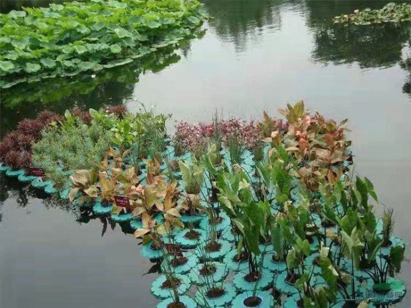 生态浮岛制作-浮床水生植物种植净化水质包施工可签订合同