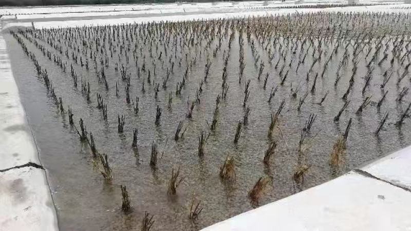 永朝水生白洋淀芦苇苗抗旱成活欢迎老板选购