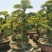 七里香造型盆景九里香老桩头盆景漳州种植基地农户低价直销