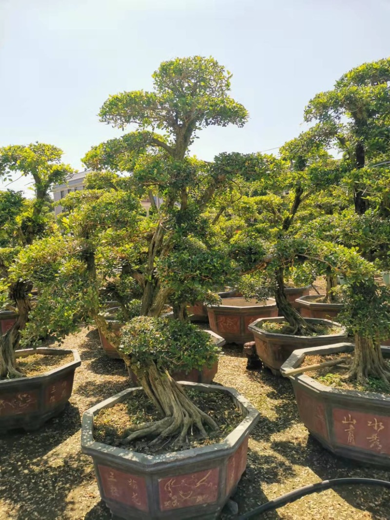 七里香造型盆景九里香老桩头盆景漳州种植基地农户低价直销