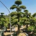 七里香造型盆景九里香老桩头盆景漳州种植基地农户低价直销