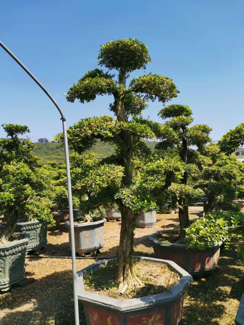 七里香造型盆景九里香老桩头盆景漳州种植基地农户低价直销