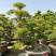 七里香造型盆景九里香老桩头盆景漳州种植基地农户低价直销