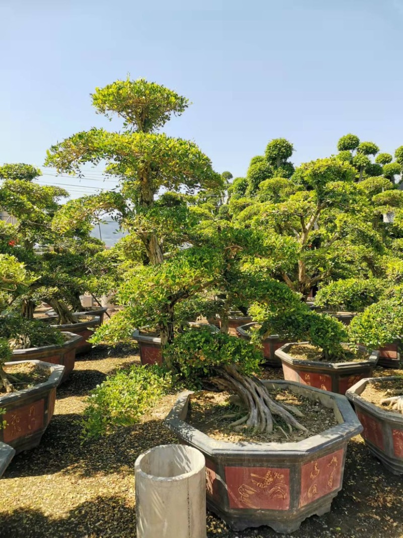 七里香造型盆景九里香老桩头盆景漳州种植基地农户低价直销