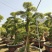 七里香造型盆景九里香老桩头盆景漳州种植基地农户低价直销