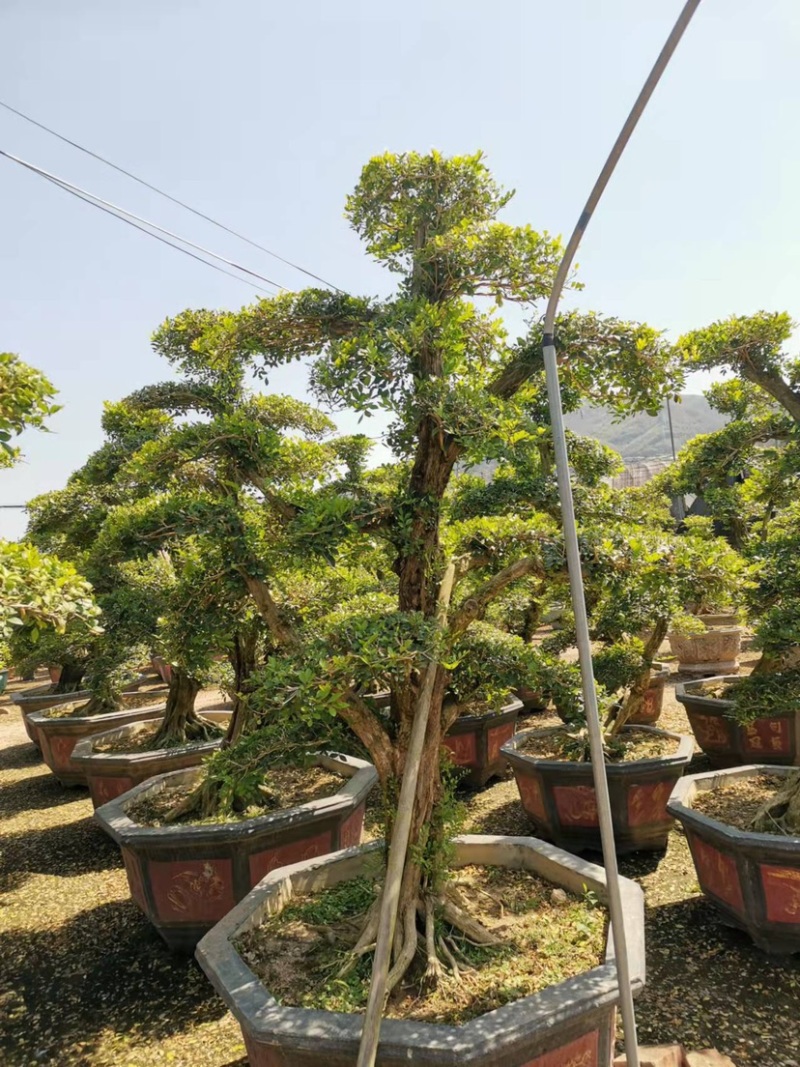 七里香造型盆景九里香老桩头盆景漳州种植基地农户低价直销
