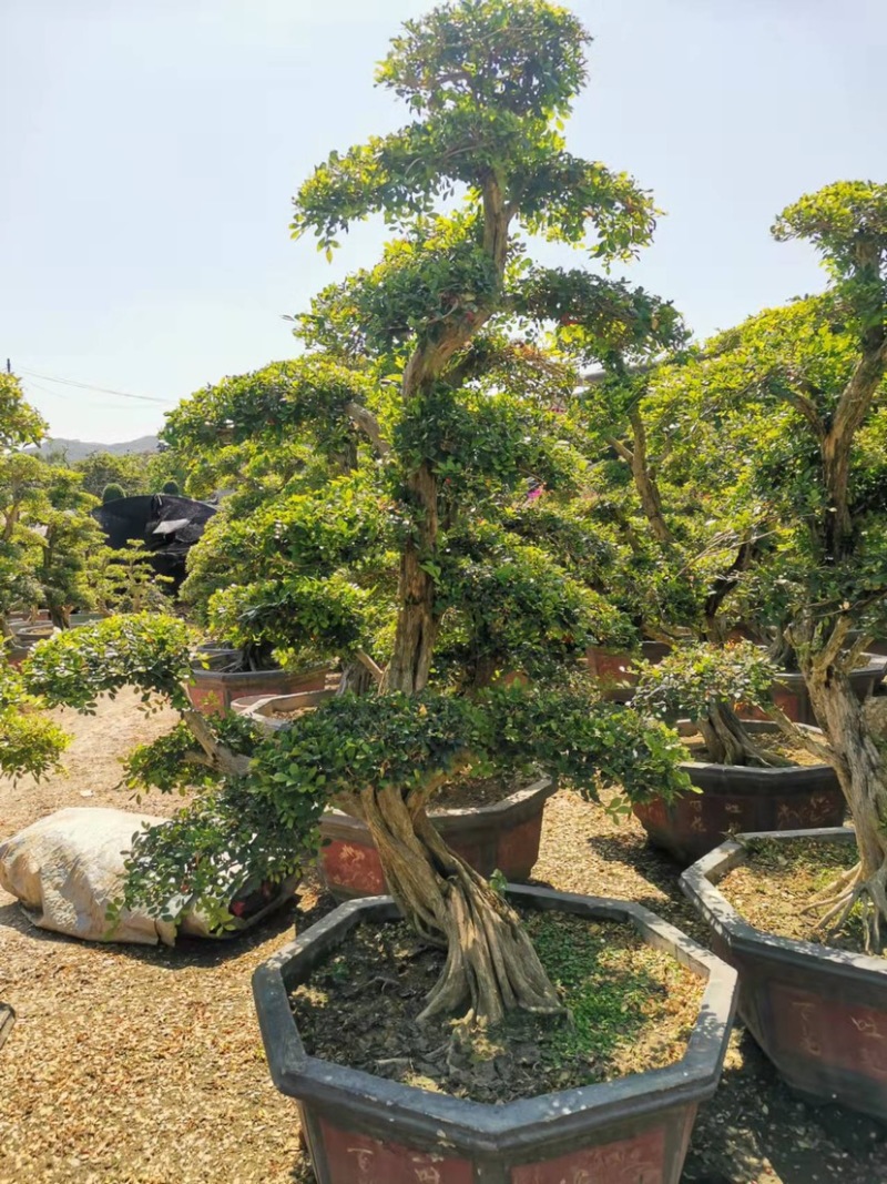 七里香造型盆景九里香老桩头盆景漳州种植基地农户低价直销