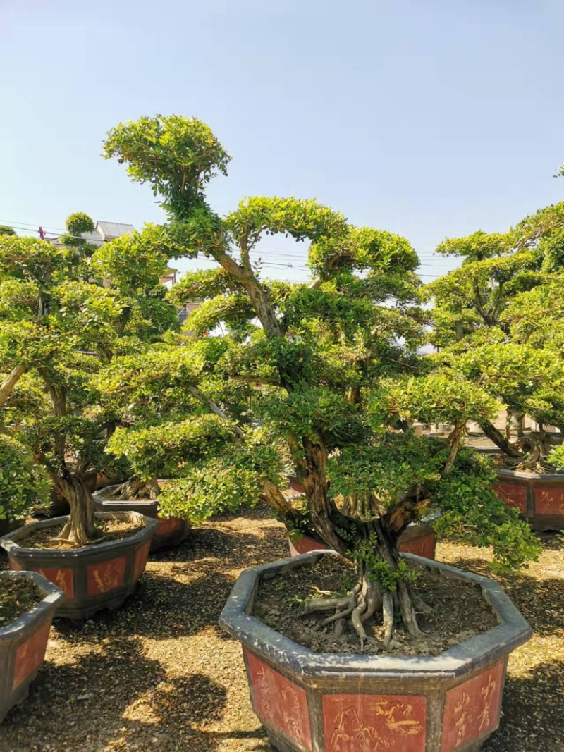 七里香造型盆景九里香老桩头盆景漳州种植基地农户低价直销