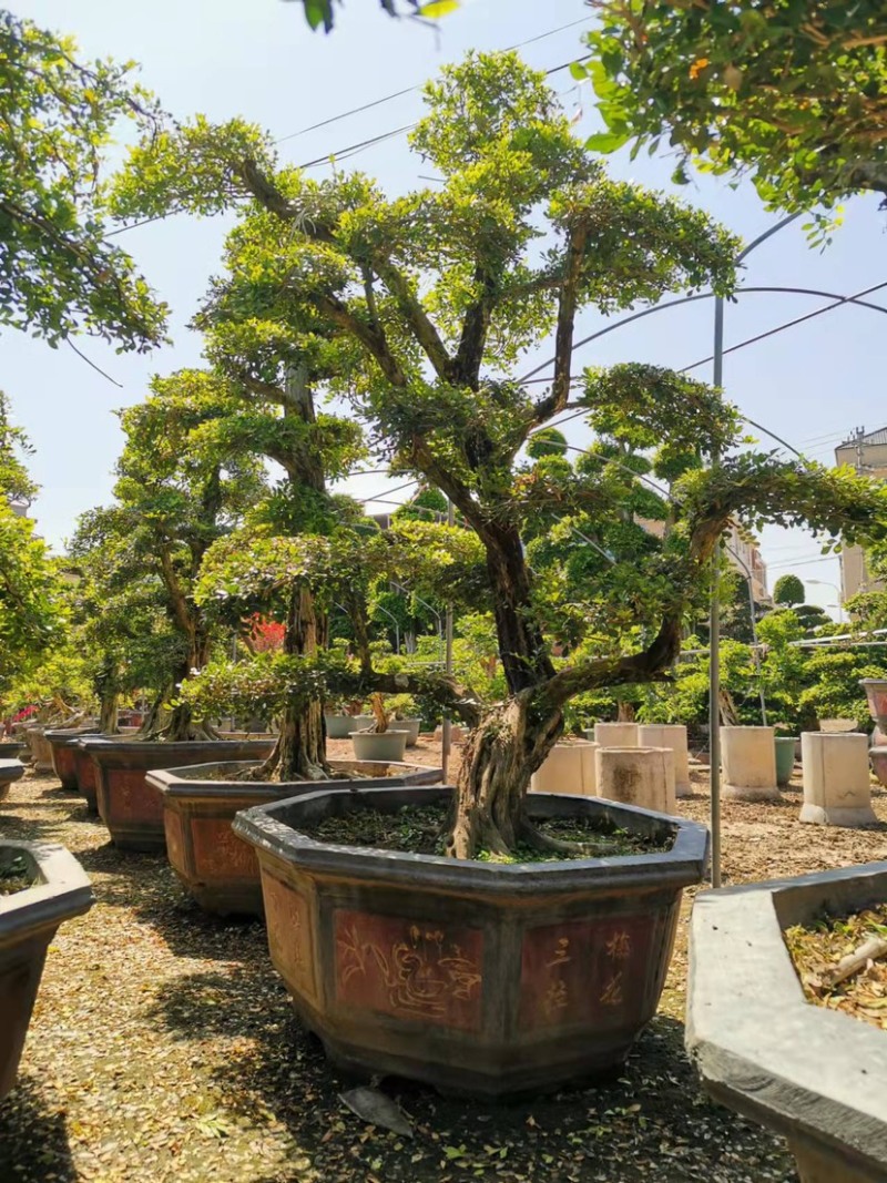 七里香造型盆景九里香老桩头盆景漳州种植基地农户低价直销