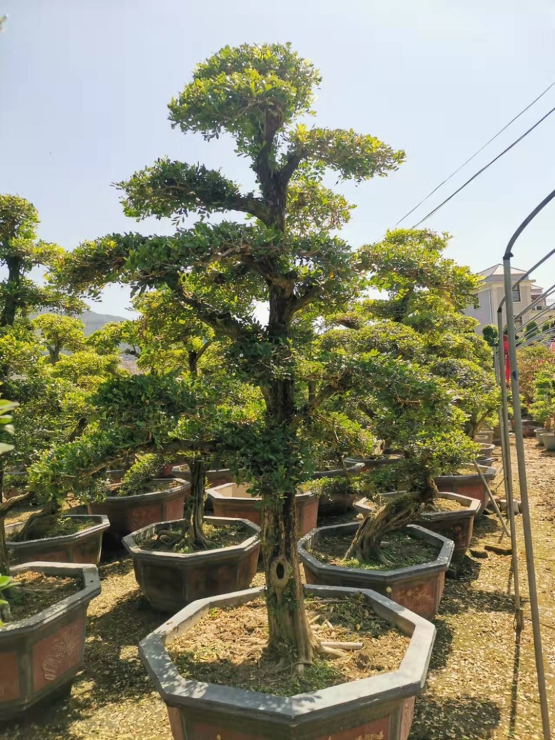 七里香造型盆景九里香老桩头盆景漳州种植基地农户低价直销