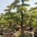 七里香造型盆景九里香老桩头盆景漳州种植基地农户低价直销
