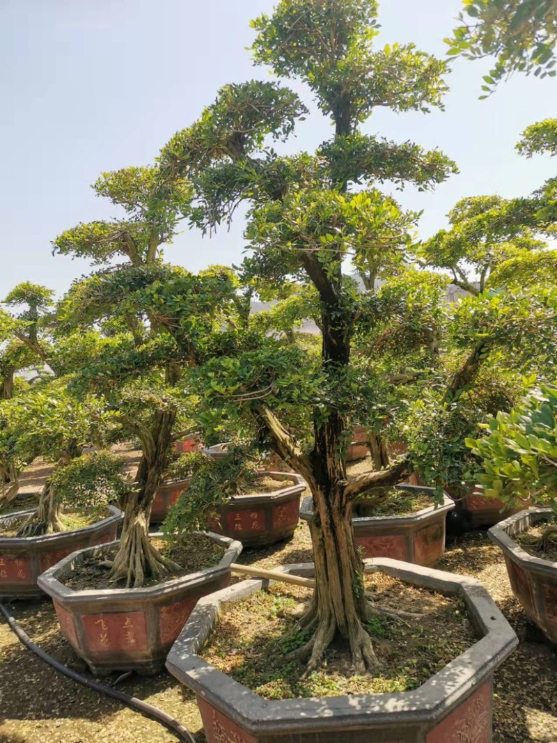 七里香造型盆景九里香老桩头盆景漳州种植基地农户低价直销