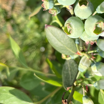 爆款蓝莓怡*莓品种，5月10日大量上市，我在嘉兴