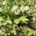 爆款蓝莓怡*莓品种，5月10日大量上市，我在嘉兴