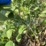爆款蓝莓怡*莓品种，5月10日大量上市，我在嘉兴