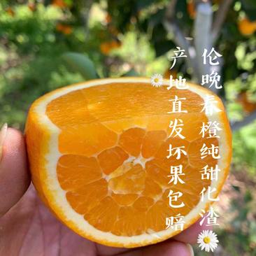 伦晚脐橙春橙纯甜化喳树上鲜果先摘现发质量保证坏果包赔
