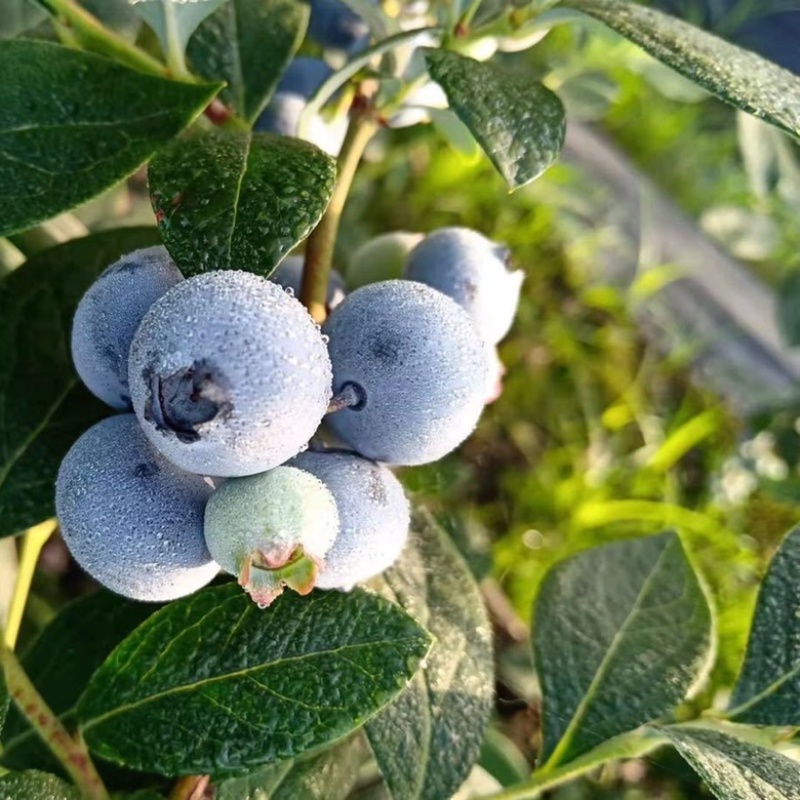 爆款蓝莓怡*莓品种，5月10日大量上市