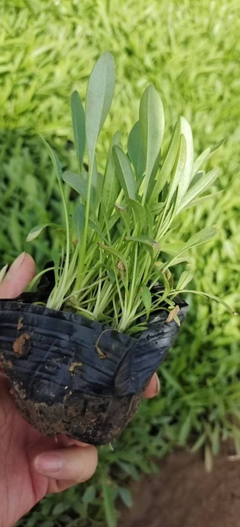 大花金鸡菊（花期长）基地直供货源充足全国发货
