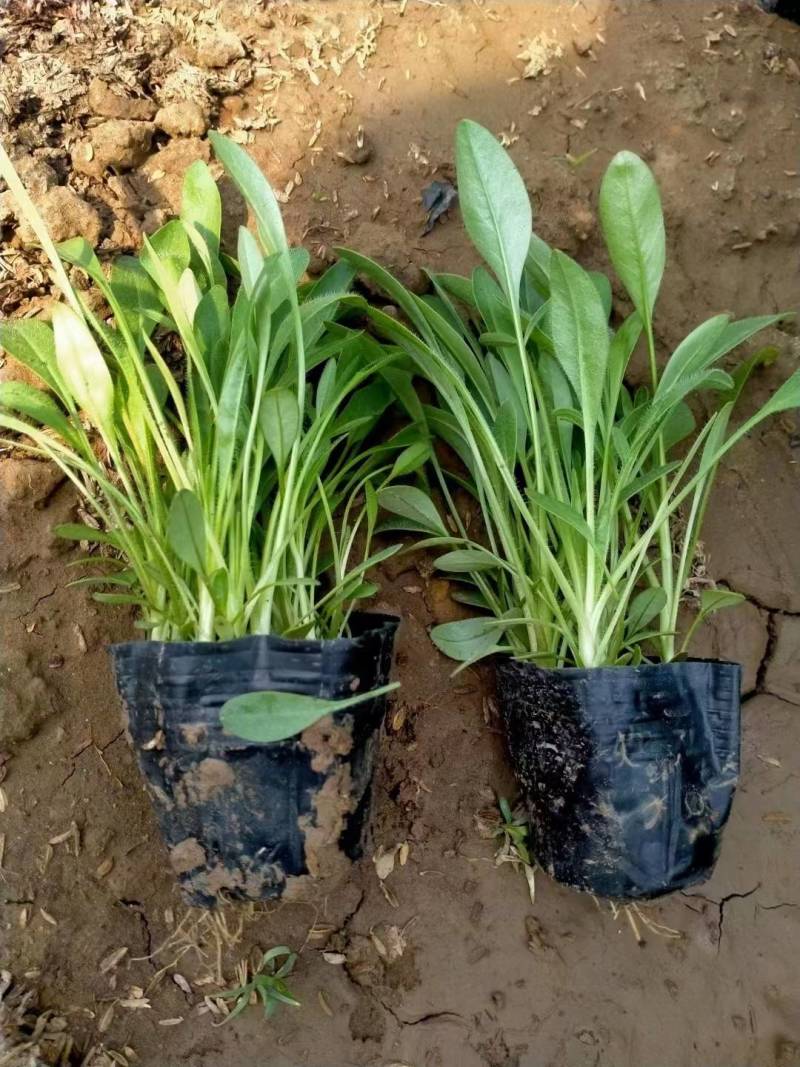 大花金鸡菊（花期长）基地直供货源充足全国发货