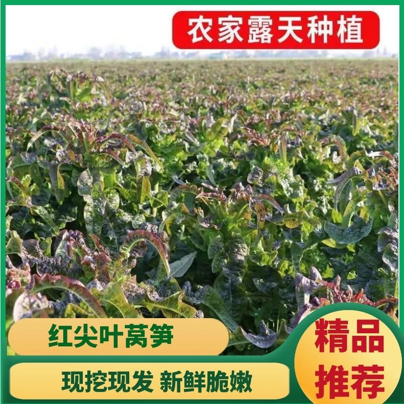 红叶莴苣大量供应中，质量好，价格优惠，欢迎采购