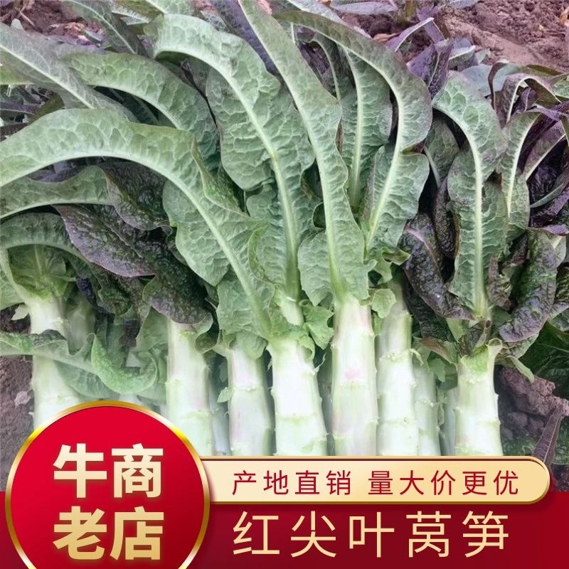 红叶莴苣大量供应中，质量好，价格优惠，欢迎采购