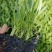 大花金鸡菊（花期长）基地直供货源充足全国发货
