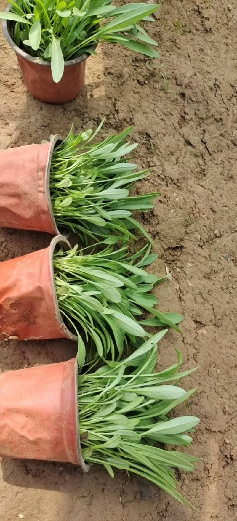 大花金鸡菊（花期长）基地直供货源充足全国发货