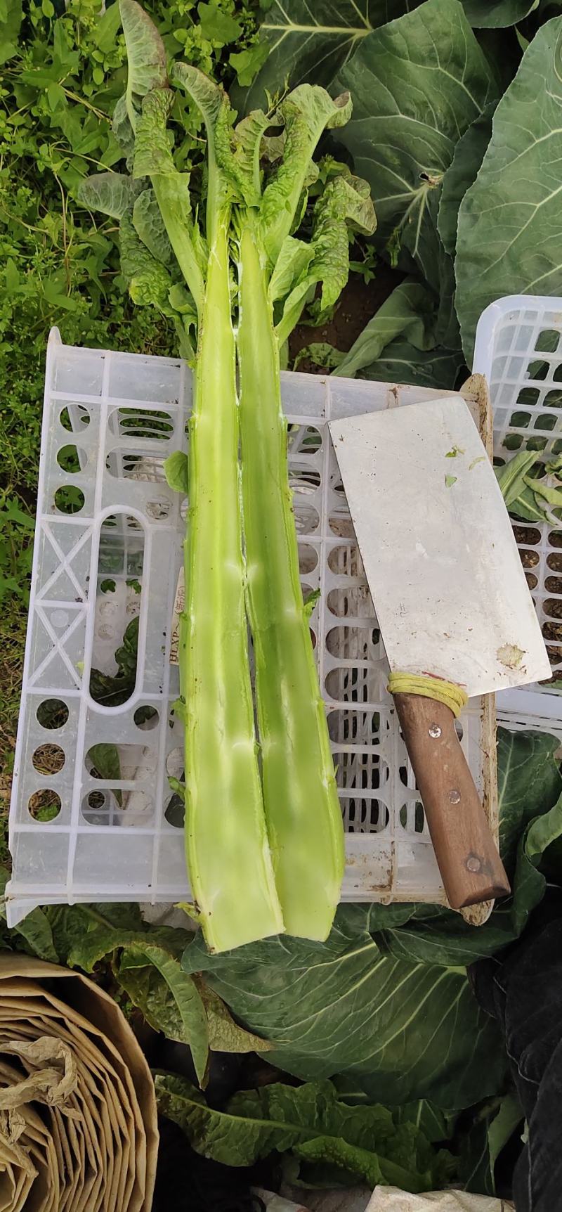 精品红叶莴苣，基地直供，保质保量代发全国
