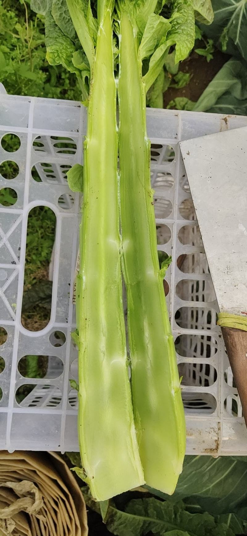 红叶香莴苣精品窝笋大量上市，电商货，市场货，欢迎下单