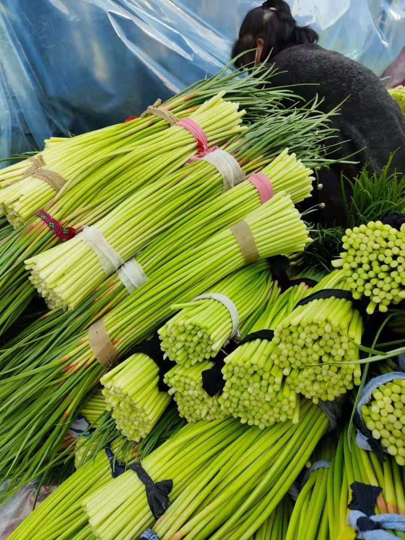精品蒜薹红帽蒜薹，60以上，产地直发，商超，市场，电商