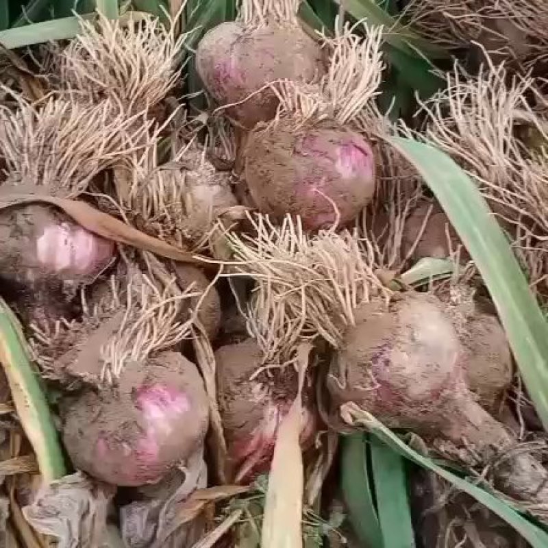 把蒜，新蒜，质优价廉，保质保量欢迎新老朋友联系