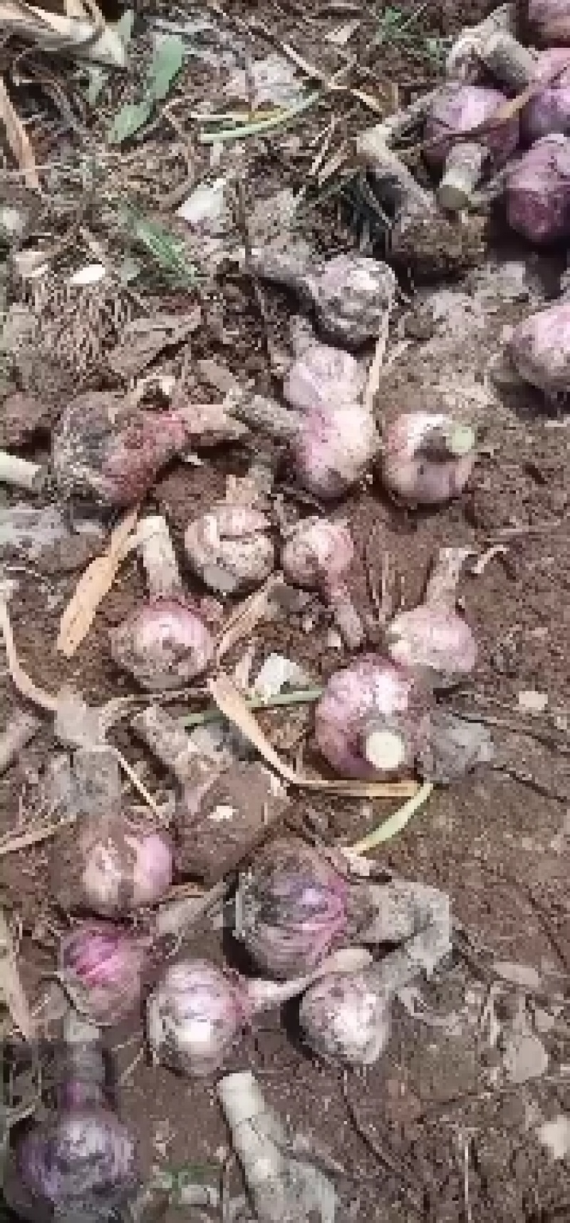 把蒜，新蒜，质优价廉，保质保量欢迎新老朋友联系