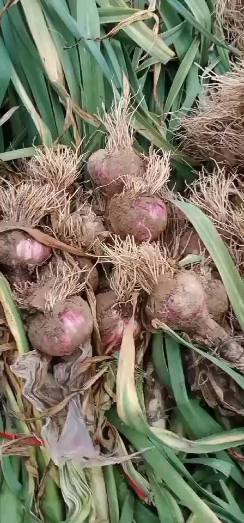 把蒜，新蒜，质优价廉，保质保量欢迎新老朋友联系