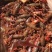 淡水龙虾苗，种虾