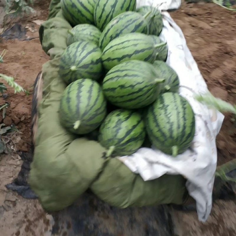 精品甜王西瓜大量上市了，包熟包甜，大量现货一天龙服务