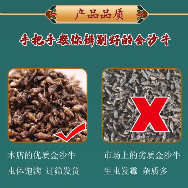 金沙牛广西野生蚁狮倒退虫中药材金砂牛无杂质