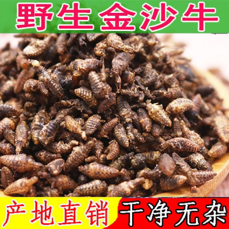 金沙牛广西野生蚁狮倒退虫中药材金砂牛无杂质