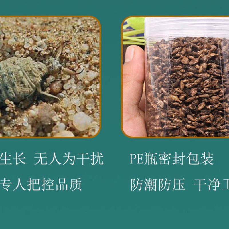 金沙牛广西野生蚁狮倒退虫中药材金砂牛无杂质