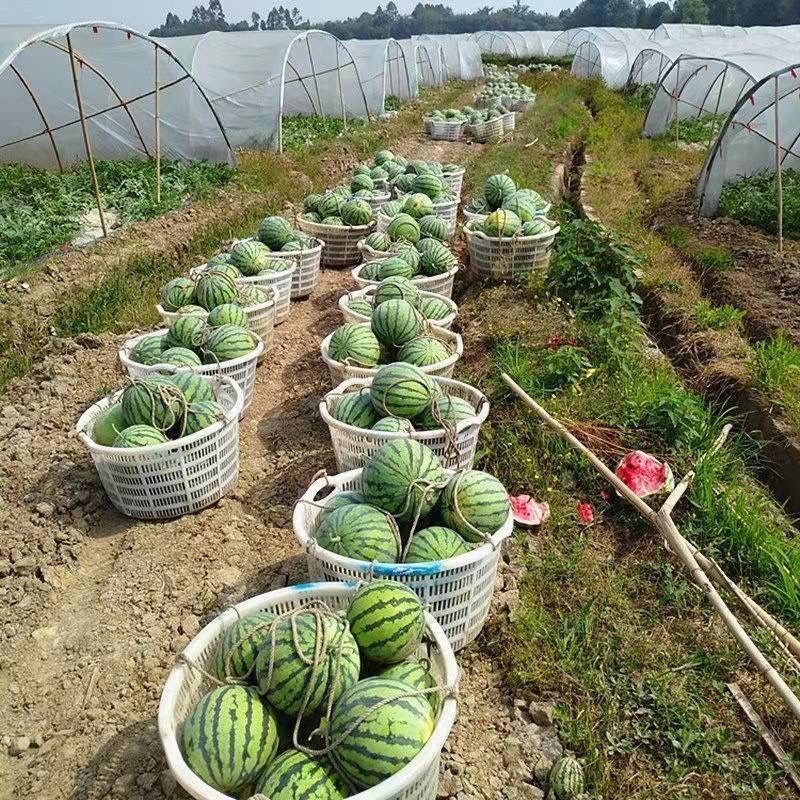 精品甜王西瓜大量上市了，包熟包甜，大量现货一天龙服务