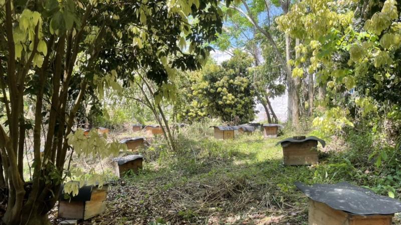 土蜂蜜蜂蜜鸭脚木蜜一件代发蜂农直供自产自销